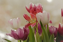 花,廠,性質(zhì)