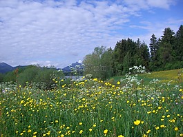 花多,gruentensee,绿化