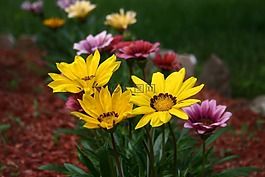gazanias,鲜花,植物