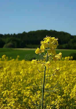 油菜,油菜籽場,廠