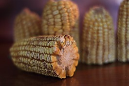 玉米,秋天,秋