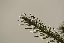 針葉樹(shù),成熟,冰