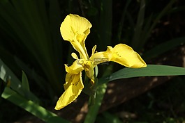 蘭花,黃色,開花