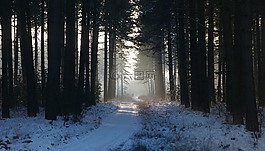 霧,自然,雪