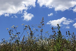 草甸,草,天空