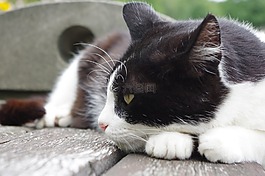 貓,睡眠,休息