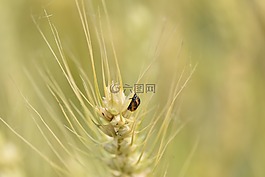 二十八星瓢蟲,小麥,小麥蟲害