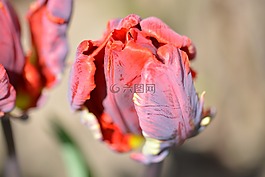 郁金香,開花,春天
