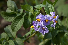 土豆盛開,蔬菜花園,elitexpo