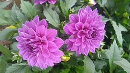 花,植物,花園