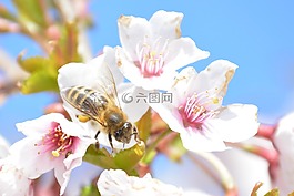 開(kāi)花,蜜蜂,宏