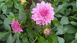 花,植物,大自然