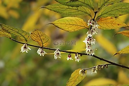 冬季,蜡梅,花