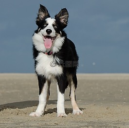 海灘,邊境牧羊犬,滑稽