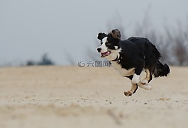 走狗,邊境牧羊犬,海灘