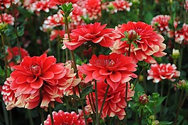 花,紅,loiflig