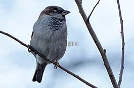 麻雀,鳥,揮發性