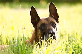 瑪利諾犬,比利時牧羊犬,肖像