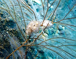 多托,nudi,裸鰓亞目