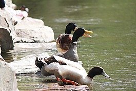 鴨子,鳥,野生動物