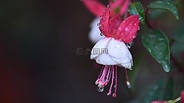 倒掛金鐘,花蕊,白色花