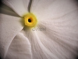 特寫,花,白