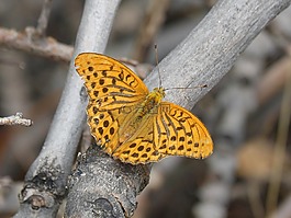 蝴蝶,melitaea deione,为平整 conillets
