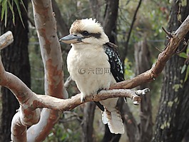 笑翠鸟,kooka,鸟