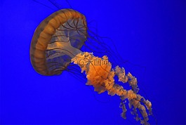水母,紅色,海