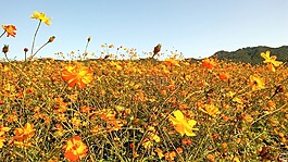 大自然,鮮花,夏天