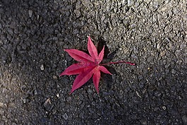 红色,枫,叶