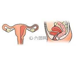 子宮,子宮的形狀,子宮模型