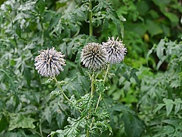 花,花園,性質(zhì)