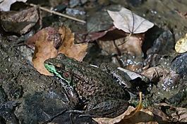 青蛙,野生動物,自然