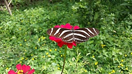 蝴蝶,花,昆蟲