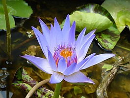 蓮花,花,開花