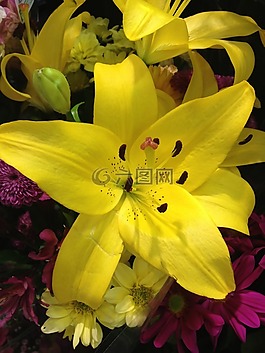 百合,花,黃色