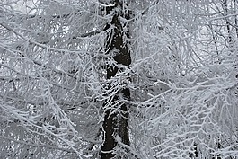 冬季,雪,弗羅斯特