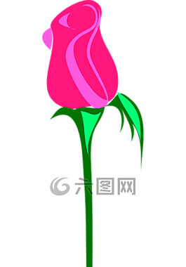 玫瑰,花,粉紅色