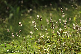 蓼,蓼花,秋季