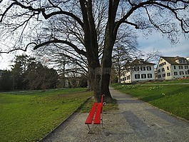 瑞士,公園,綠草