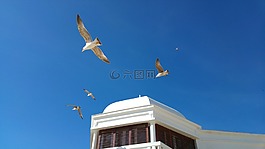 加迪斯,海鷗,藍色的天空