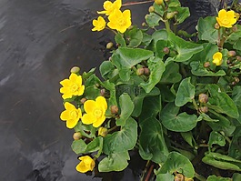 植物,黃色,花卉