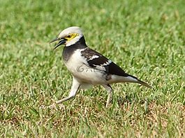 鳥,花園,動物