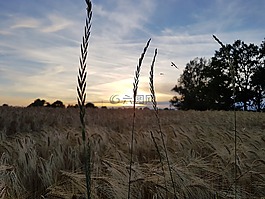 性質(zhì),abendstimmung,日落