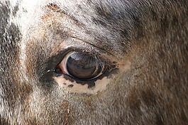眼,馬,視圖