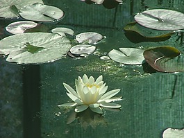 水中百合,沼澤,水