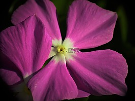 特寫(xiě),花,紫色