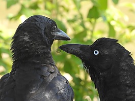 黑,烏鴉,鳥