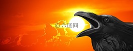 日落,烏鴉,草坪的鳥